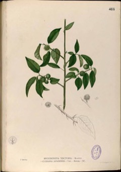 Maclura cochinchinensis Cockspur Thorn, Thorny Cockspur Maclura cochinchinensis Cockspur Thorn, Thorny Cockspur